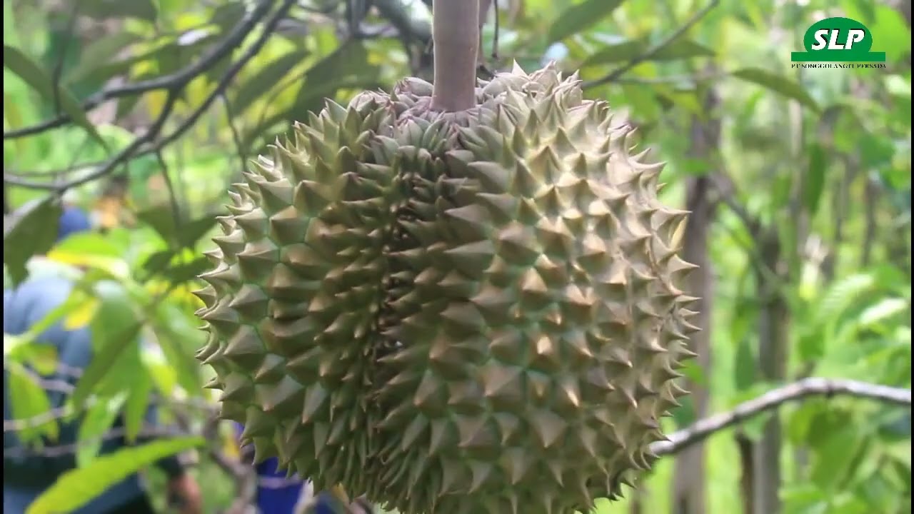 Durian dan Cengkeh Sehat dengan EM4