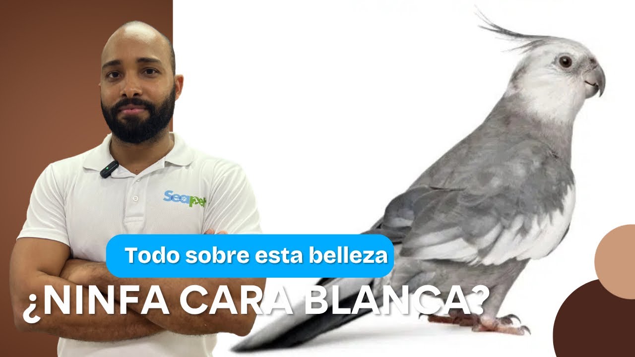 Todo sobre la Cacatúa Ninfa Cara Blanca 🦜 | Cuidados, Curiosidades y Más