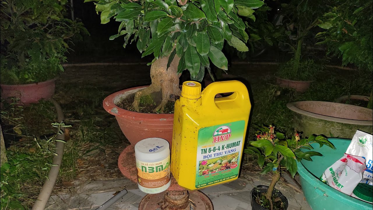 Sử dụng n3m +HVP cho giai đoạn nuôi nụ như thế nào cho hiệu quả
