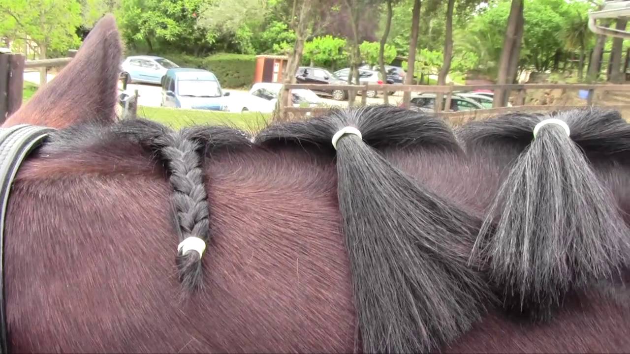 Como trenzar las Crines del Caballo. Crines Holandesas. Guía Práctica Nº 9 SUPREME