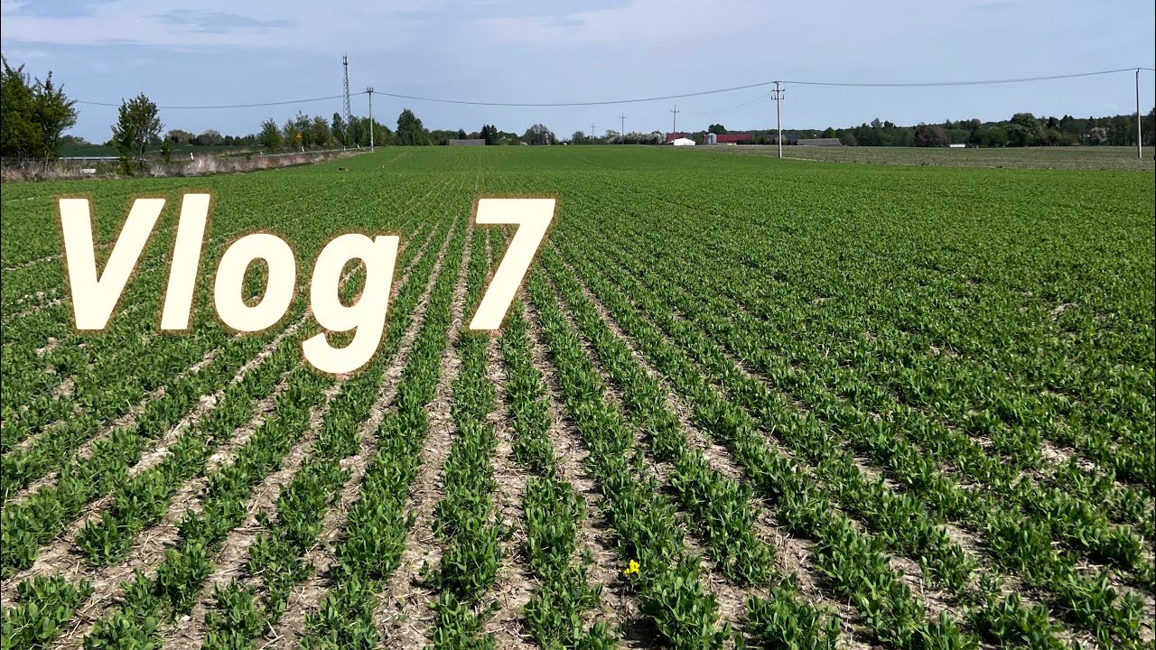 Vlog 7. Odchwaszczanie Grochu Dexter i Bobiku Fanfare .Claas Arion 430/ Amazone