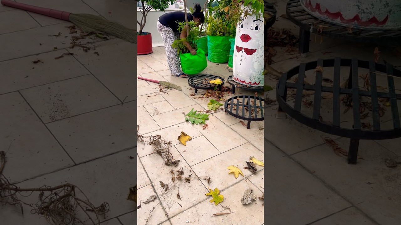 Terrace garden cleaning 🧹 #terracegarden #garden #plants #organic #farming #gardening #shorts