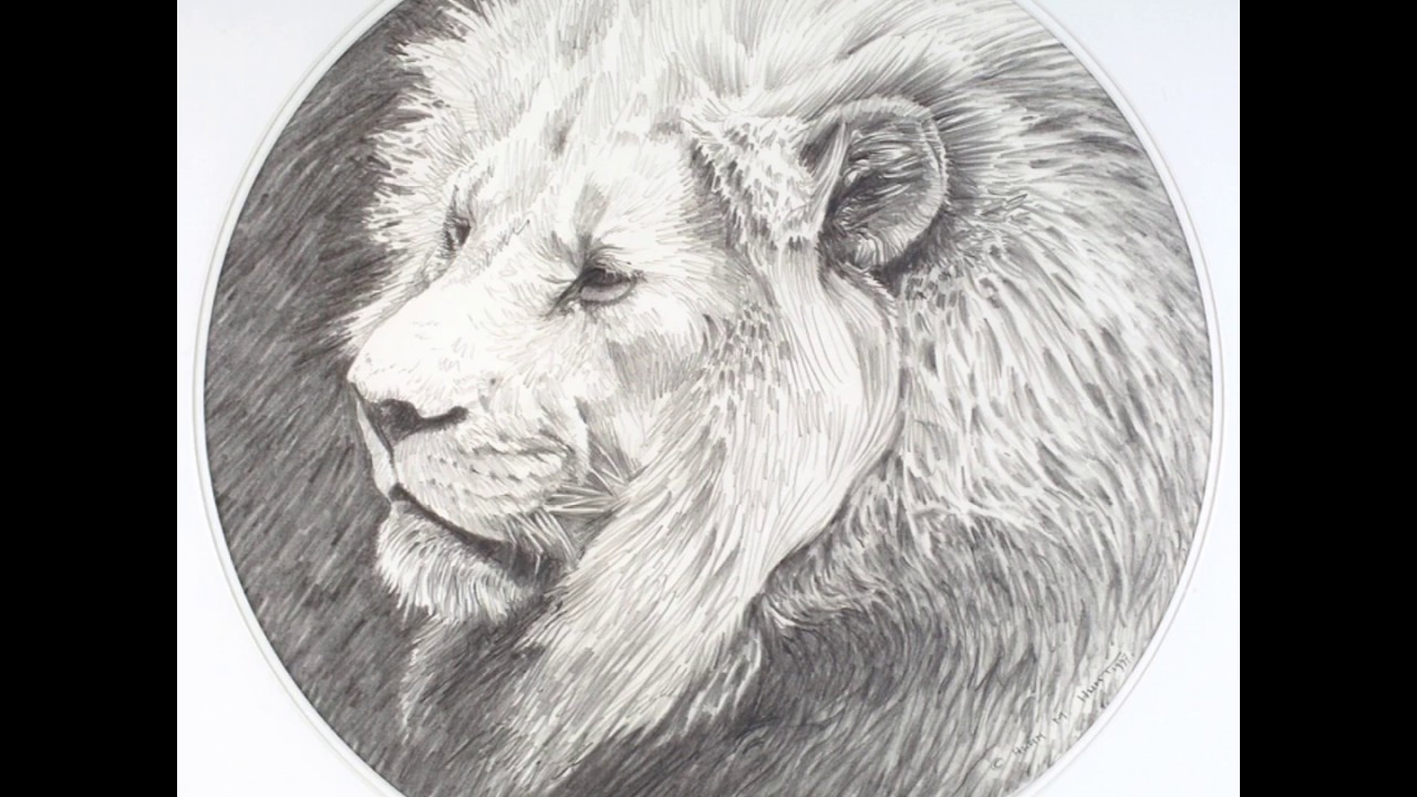 Wildlife Art Sketches and Pencil Drawings by Alan M Hunt