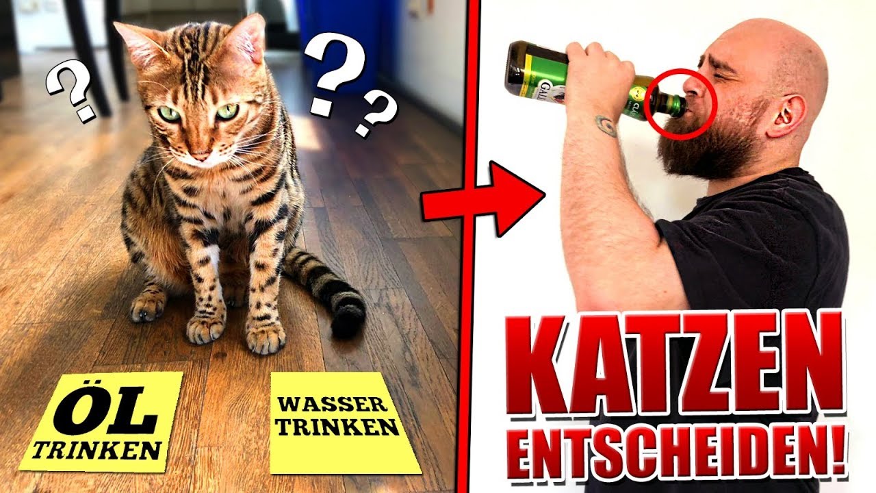 1 Tag entscheiden unsere Katzen alles!
