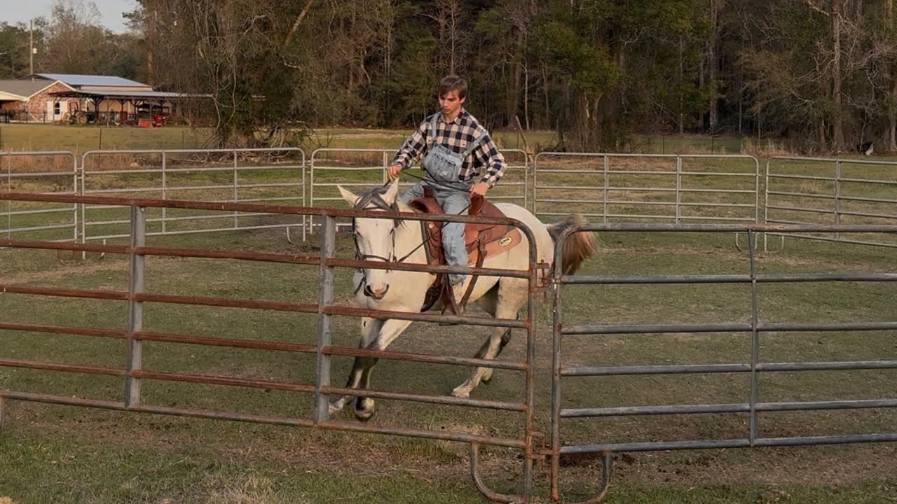 Bronc to Cattle Horse | Lesson 1