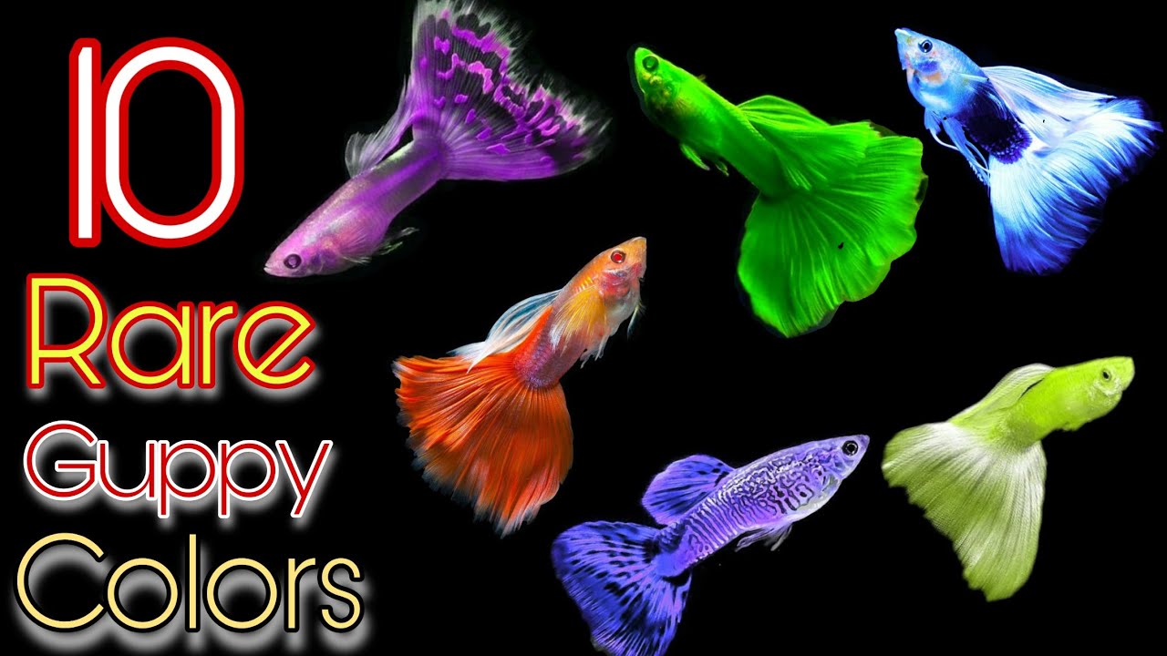 10 Rare Guppy Fish You Haven't Seen|😵😍