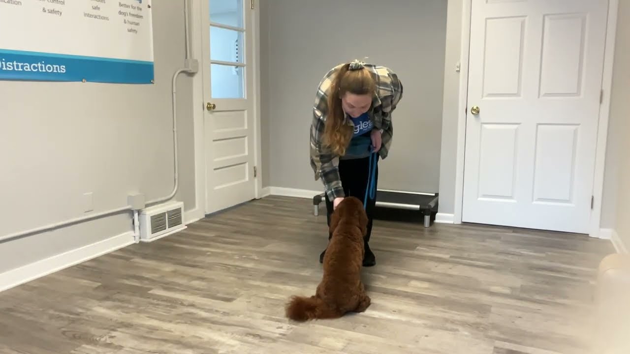 Teddy- Working on sit, look, place, and come