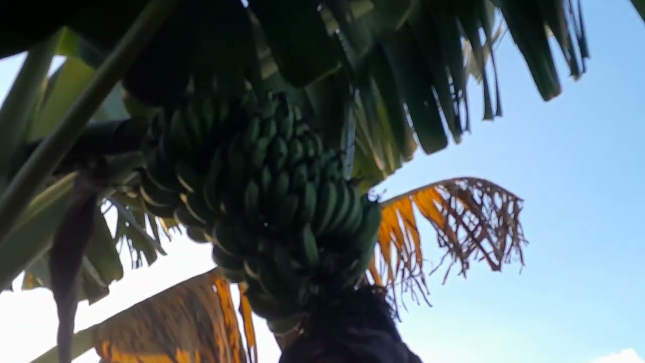 Minhas frutíferas