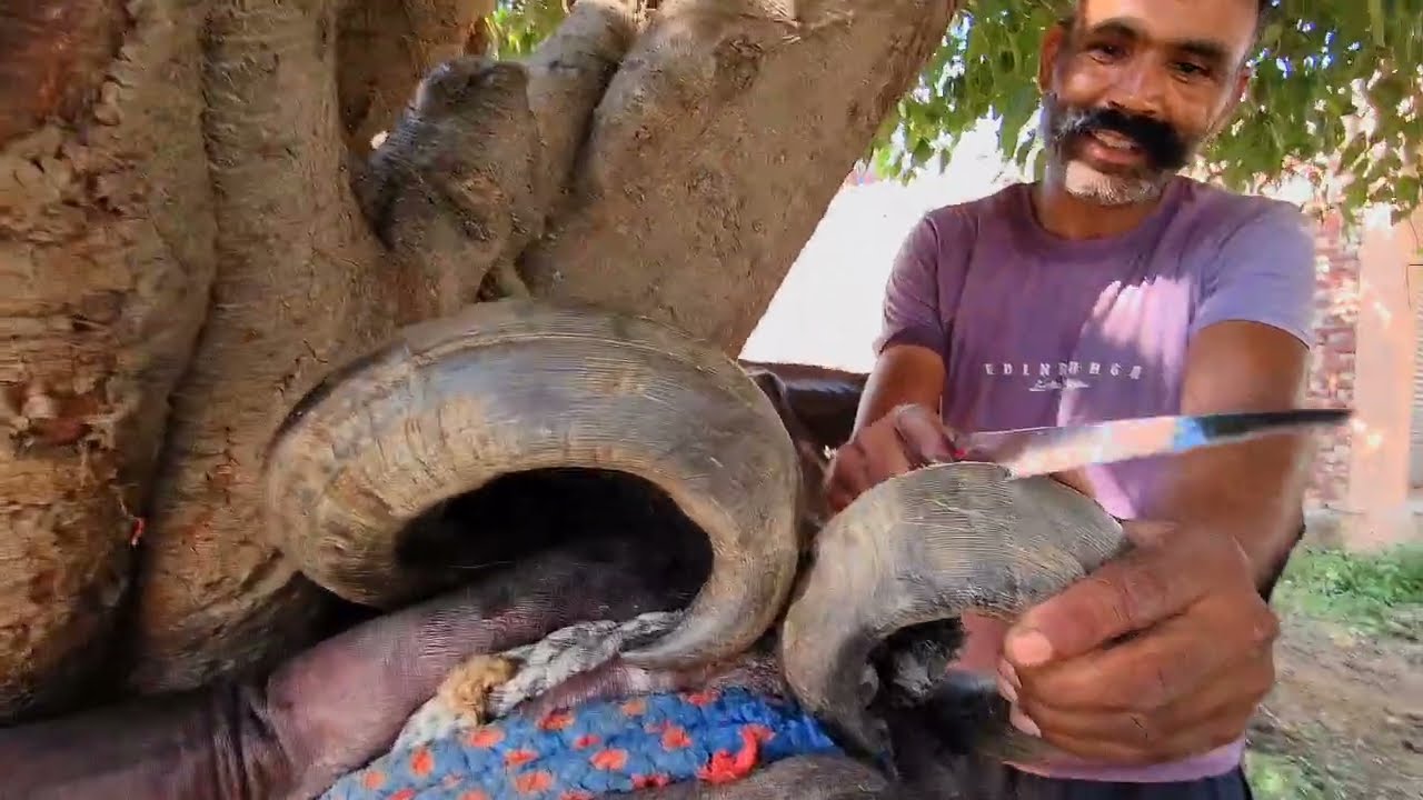  भाइयों आज मुस्तकीम भाई ने भैंस का दिल 💔 तोड़ दिया 🥹..