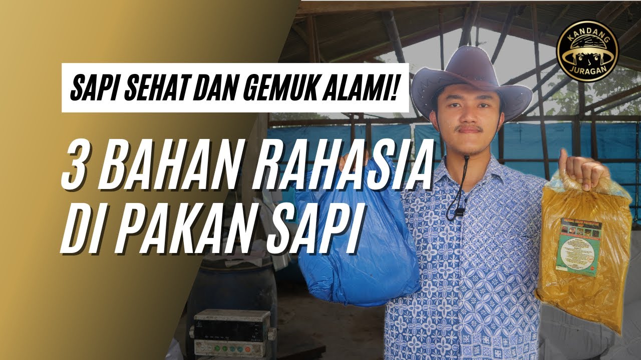 3 Bahan Super Campuran Pakan Sapi agar Sehat dan Cepat Gemuk | Anti sakit saat musim hujan!!