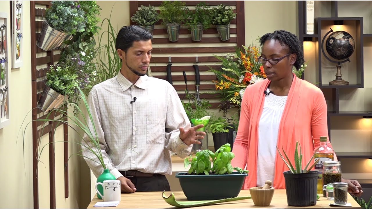 Growing Simple Herbs that Heal; Basil, Aloe, and Lemon Grass.