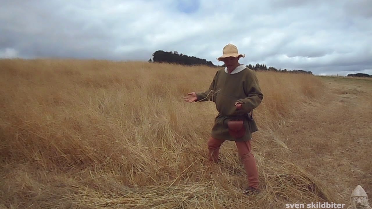 Harvesting oats, the medieval process and tools.
