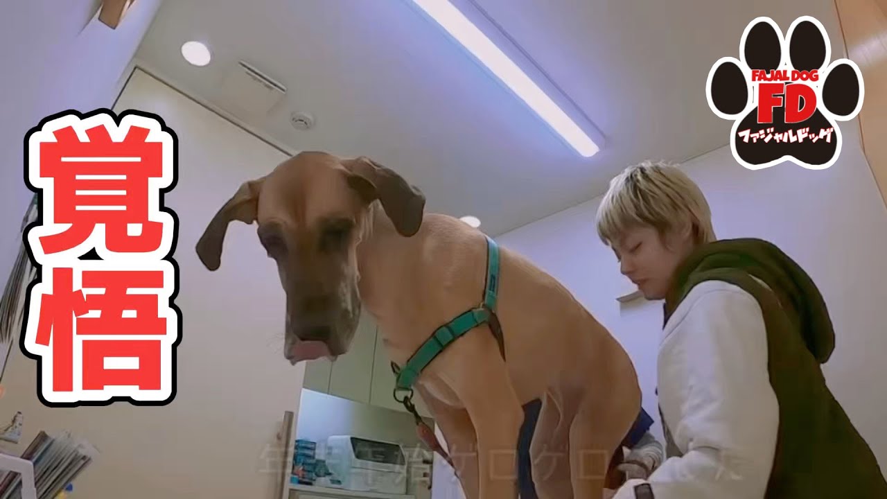 【超大型犬】病理検査の結果が出ました…主治医に会いに行きます。
