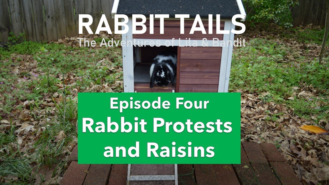 Rabbit Tails, Episode Four - RABBIT PROTESTS SPA DAYS and RAISINS