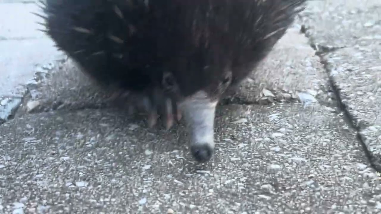 Short-beaked echidna comes for a visit. 