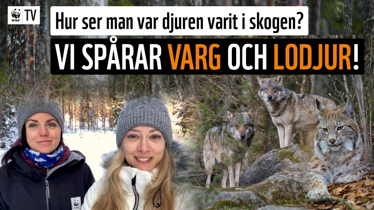 Vi spårar varg och lodjur! 🐺🐱 Hur ser man var djuren varit i skogen? 🐾 | WWF TV