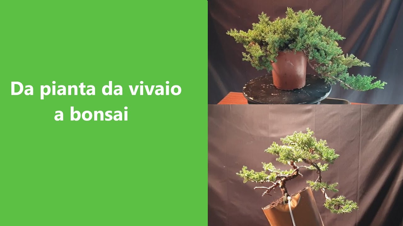 Da pianta da vivaio a bonsai. Prima impostazione Juniperus procumbens