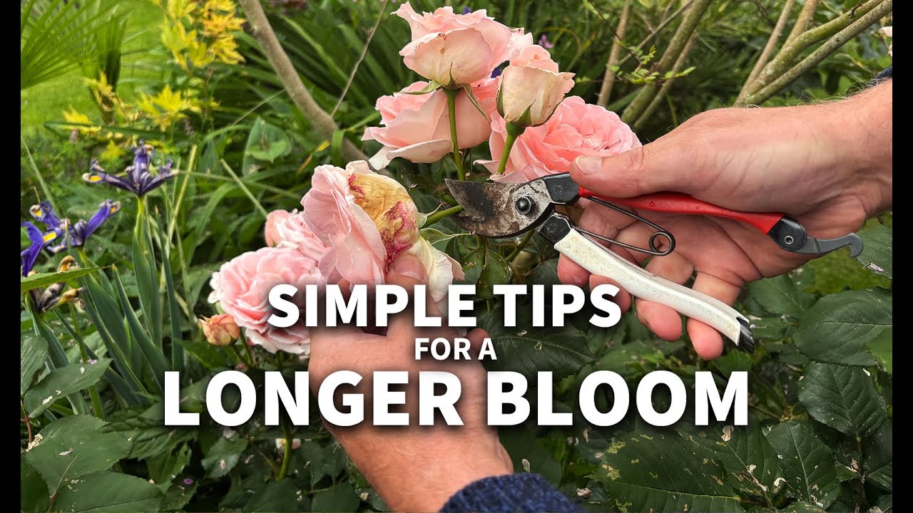 How to Deadhead Flowers: Simple Tips for a Longer Bloom