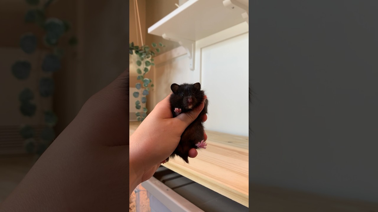 Black hamsters are the best 🖤 #hamster #hamstercare #hamstercommunity #cutehamsterdoing