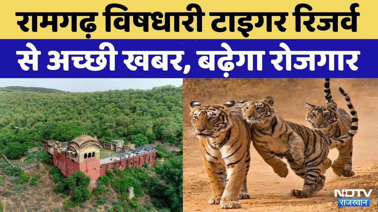 Ramgarh Vidhari Tiger Reserve में बढ़ रही Tigers की मौजूदगी | Rajasthan Top News | Latest News