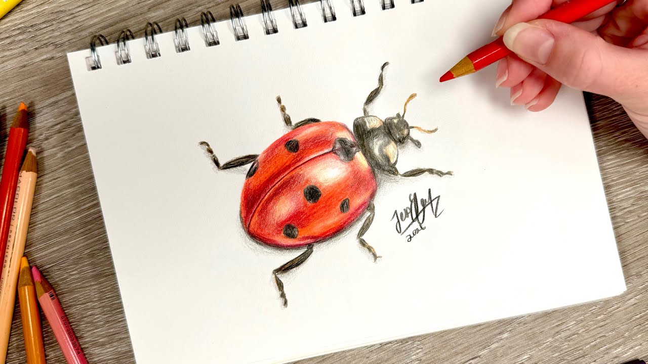 How to Draw a Realistic Ladybug | Drawing Insects with Colored Pencils