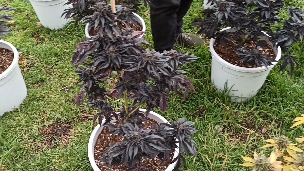 Amnesia Haze, Wedding Gelato, Baba Kush, Watermelon punsh, Lemon Skank las Vegas, Chapa Lope,