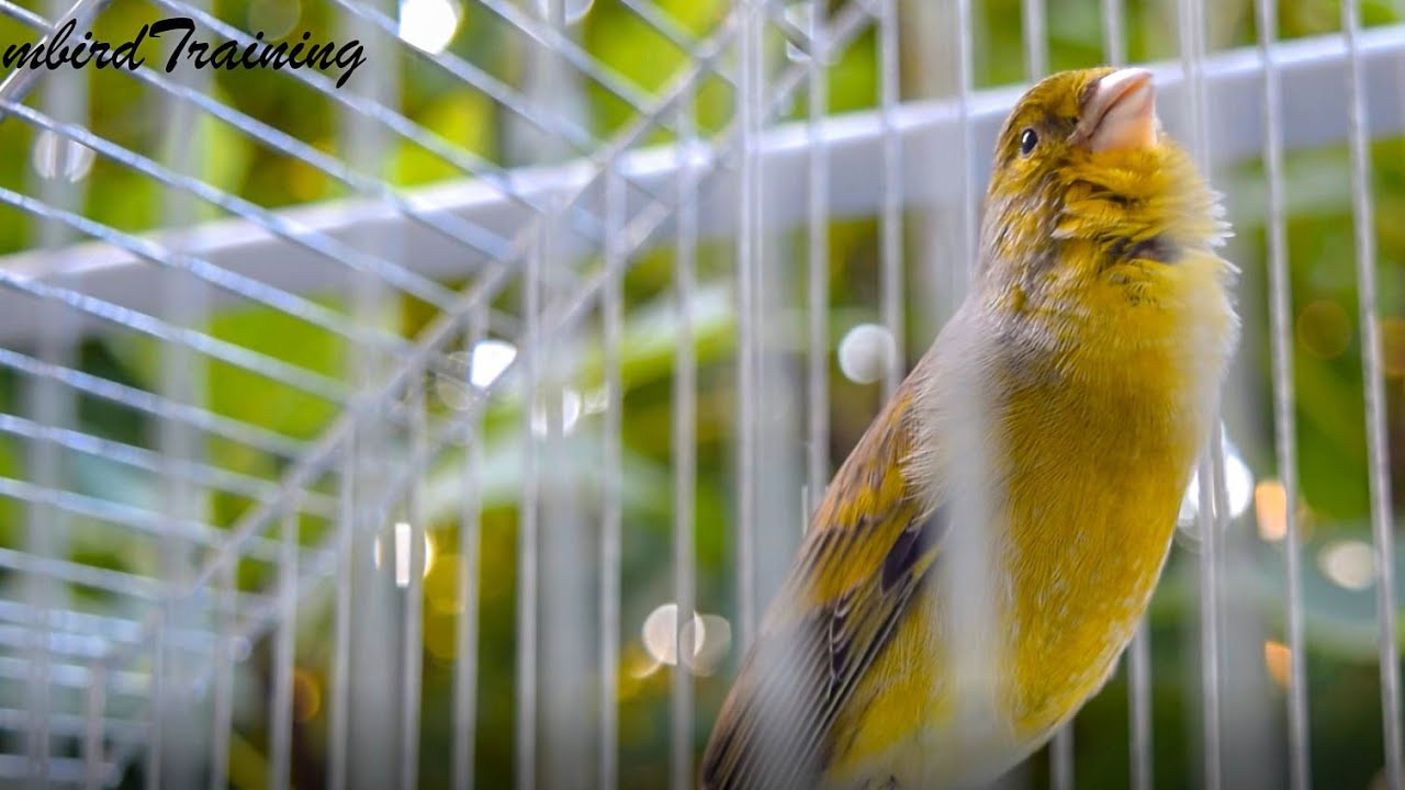 Unbelievable!! 90pts Canary In Slow Motion - Canary training song