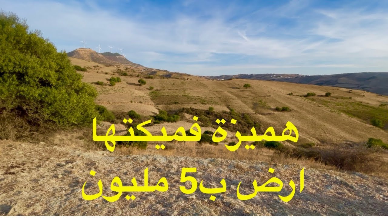 هميزة معتبرة فميكتها غرسة غي ب5 مليون في ملوسة 0703640826الحاضر يعلم الغايب ملوسة طنجة