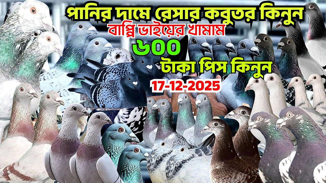 পানির দামে রেসার কবুতর কিনুন। মাগনা দামে রেসার কবুতর বিক্রি। আসল রেসার কবুতর দাম জানুন। বাপ্পি ভাই 