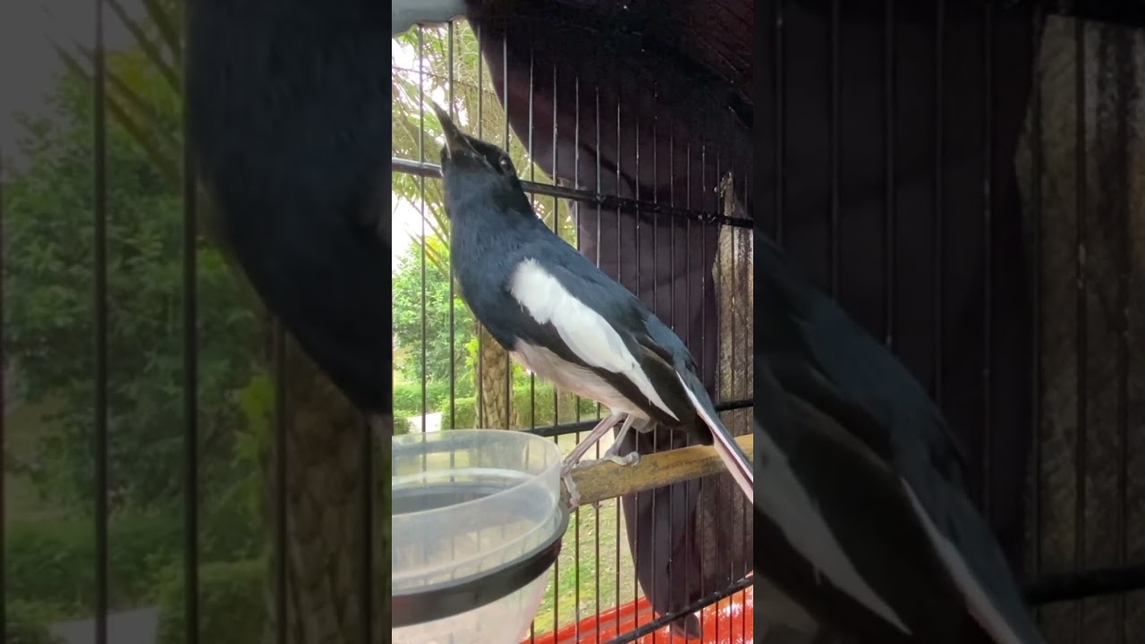 Kacer gacor pancingan kacer #kacer #burung #burungkicau #birds