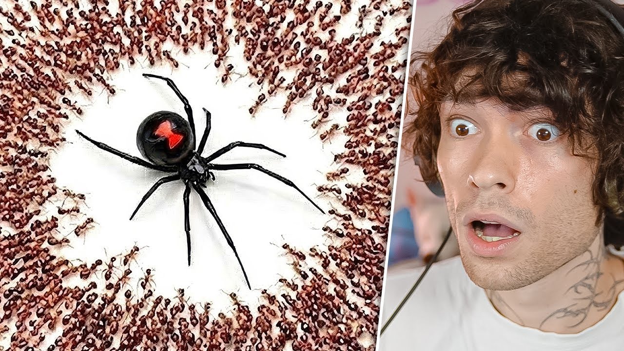1,000 Fourmis vs. Une Araignée