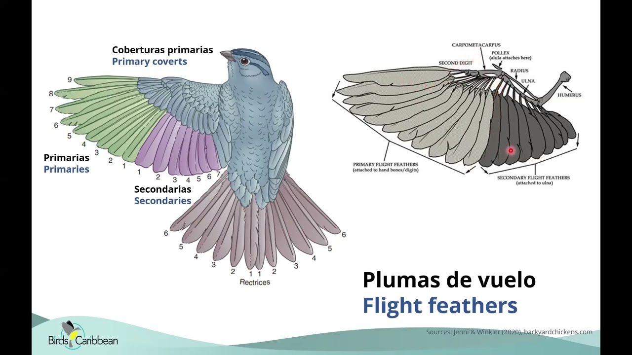 Understanding Molt in Caribbean Passerines. #BirdsCaribbean #CaribbeanBirdBanding #molt #birds
