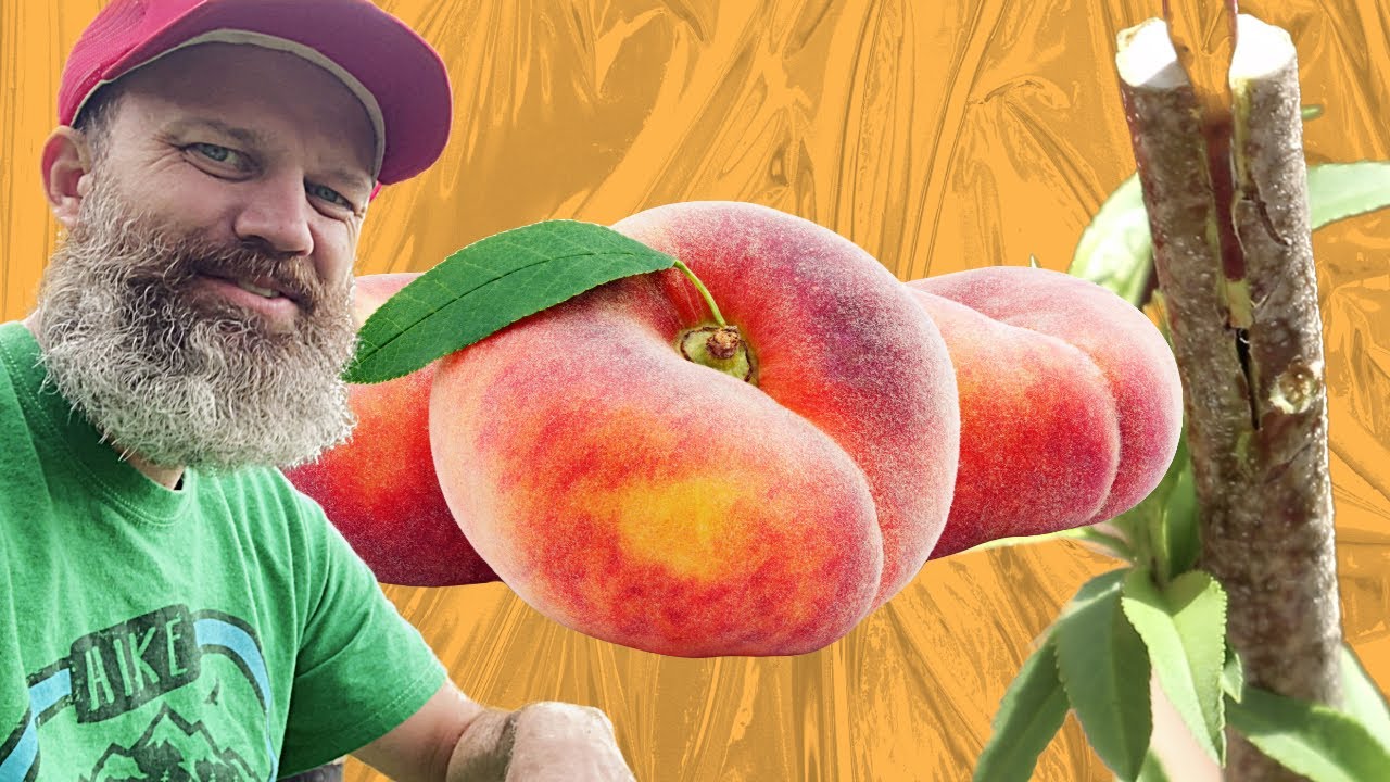 Прививка персика — простой и необходимый навык! — Эпизод 208