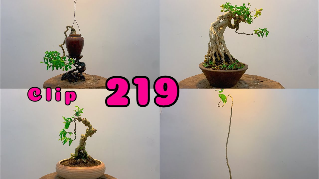 Clip 219 , giao lưu bonsai đa dạng  ,mời mọi người tham khảo
