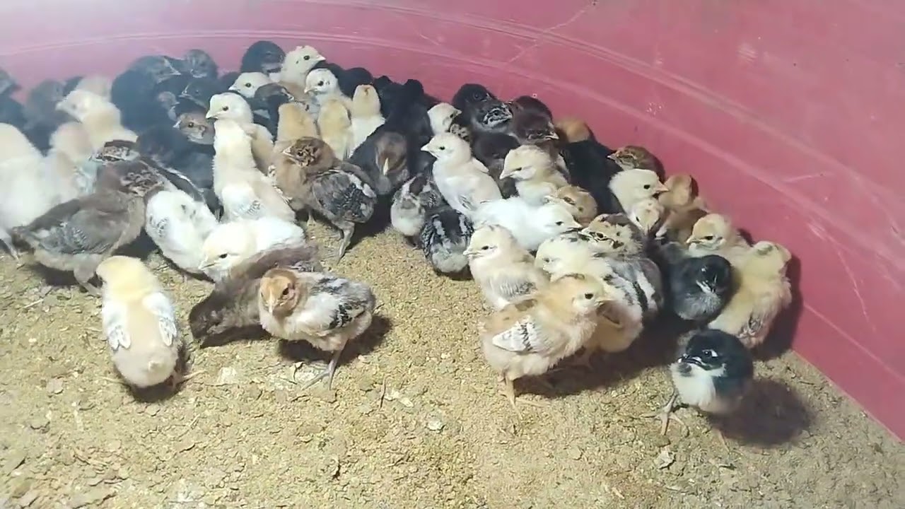 সোনালি মুরগী ব্রুডিং চলছে