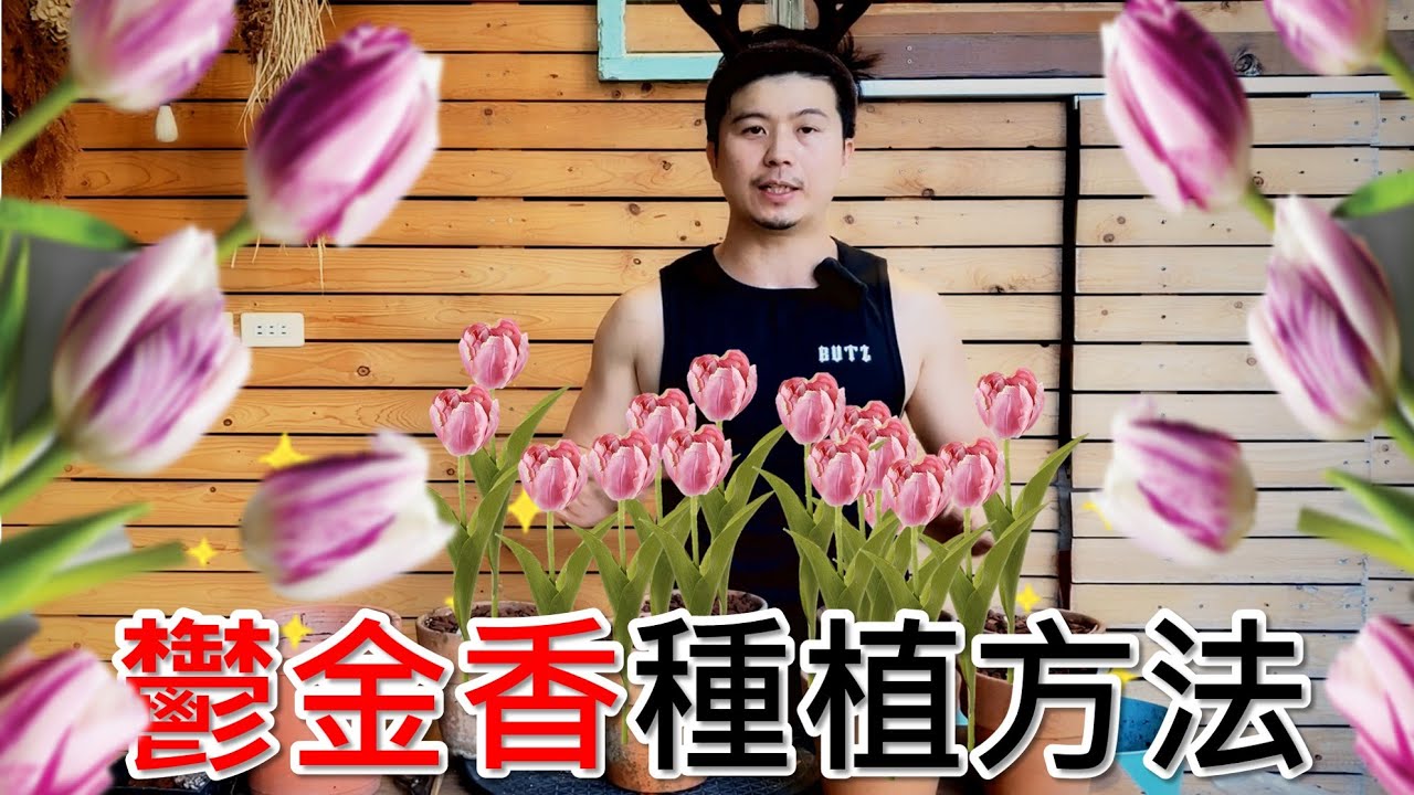 【鬱金香】種球種植，每次種鬱金香都不開花，所有眉角告訴你。＃鬱金香＃中社花市