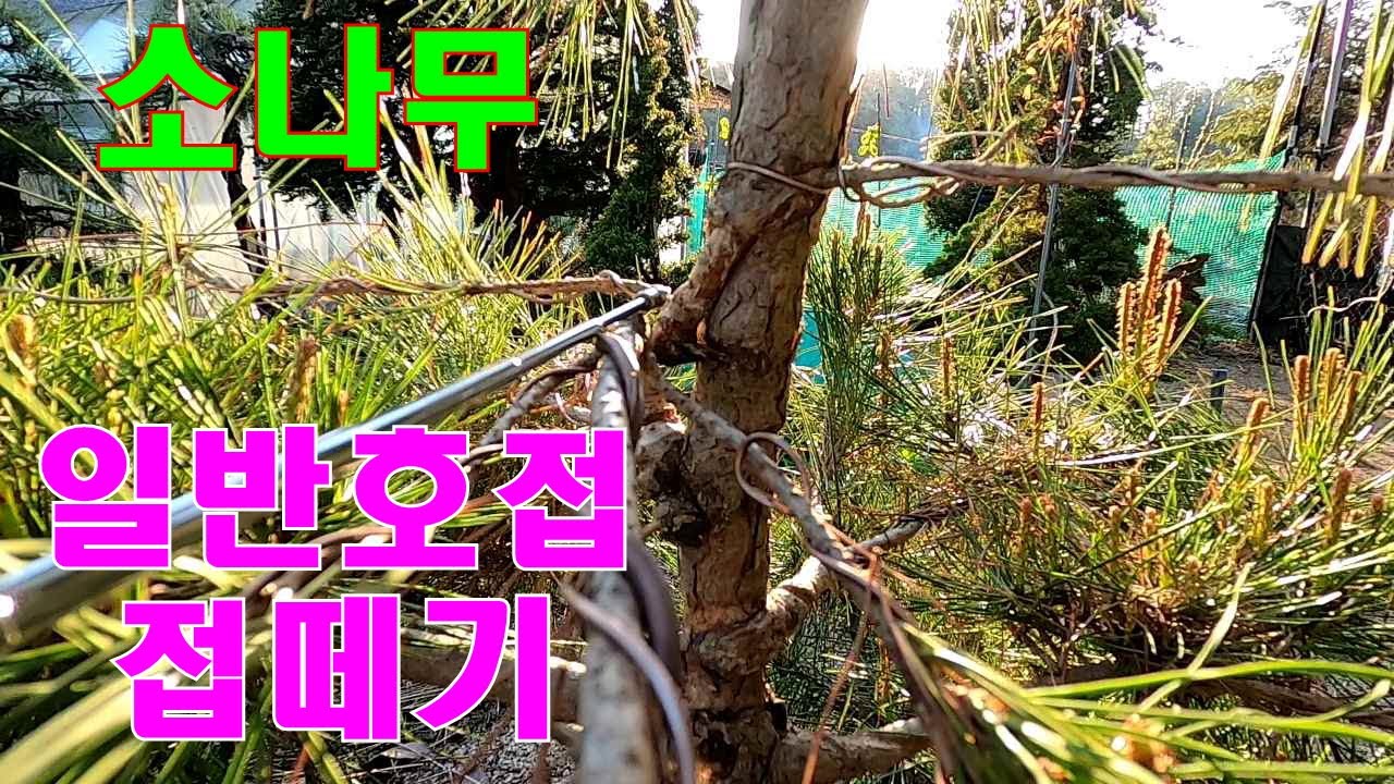 소나무 일반 호접 접떼기-접 붙이는 과정보다 접떼는 과정이 성패를 좌우합니다. #소나무접떼기 #소나무접목 #소나무수형의 완성 #정원관리 #소나무관리 