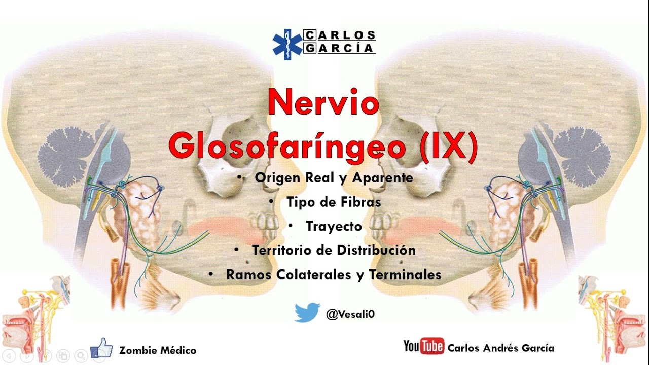 Anatomía - Nervio Glosofaríngeo (Origen Real y Aparente, Trayecto, Ramos Colaterales y Terminales)