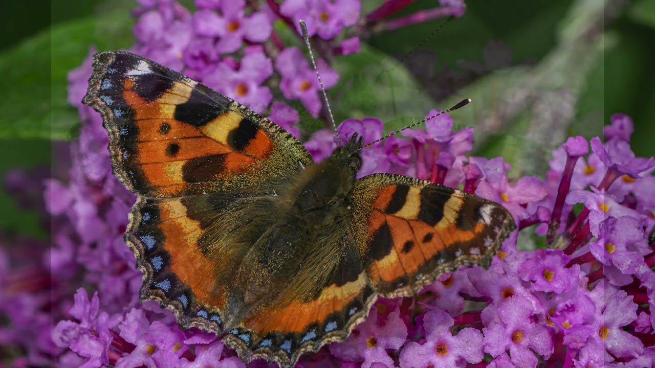 July wildlife slide show Dumfries and Galloway part 1