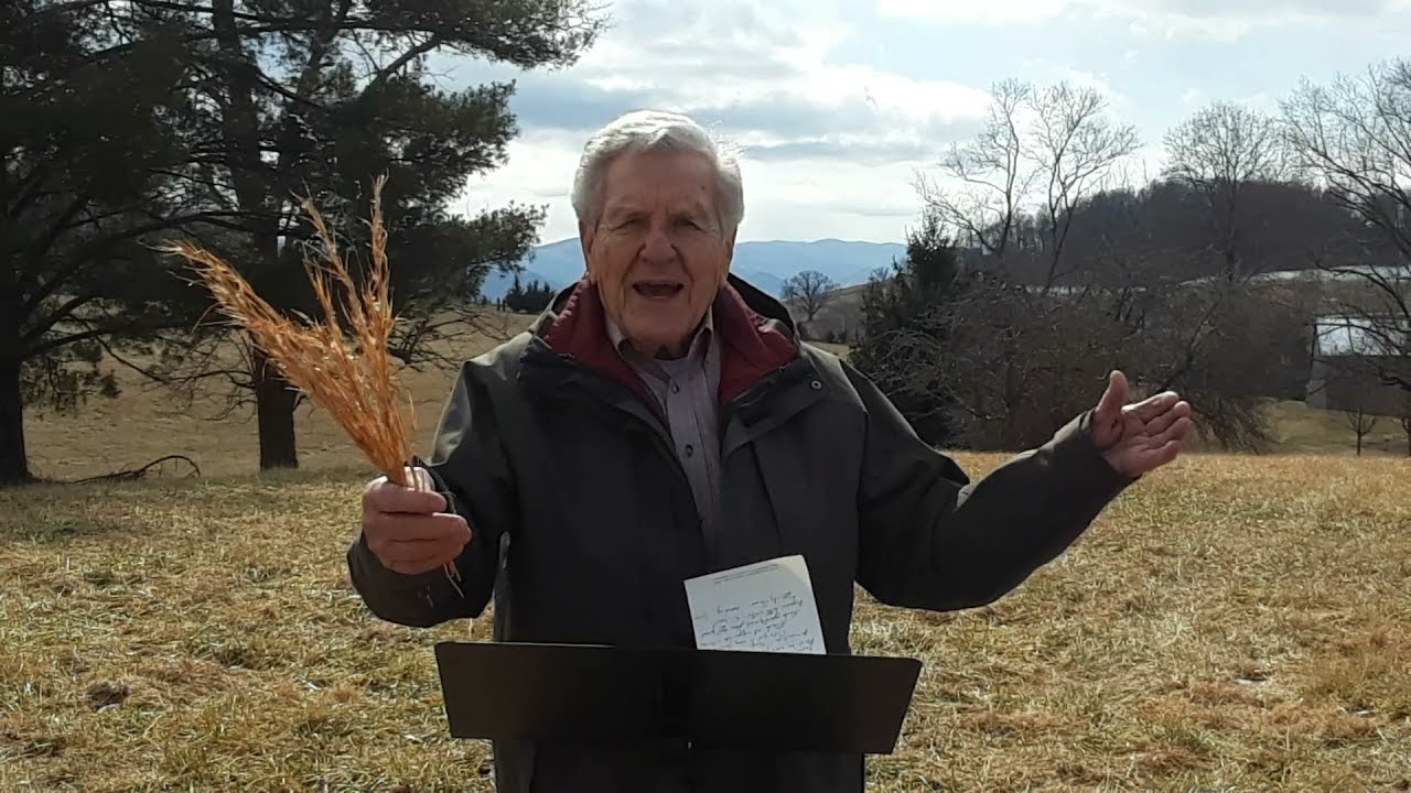 Nature Lesson - Broom Sedge (Broom Sage, Broom Straw)