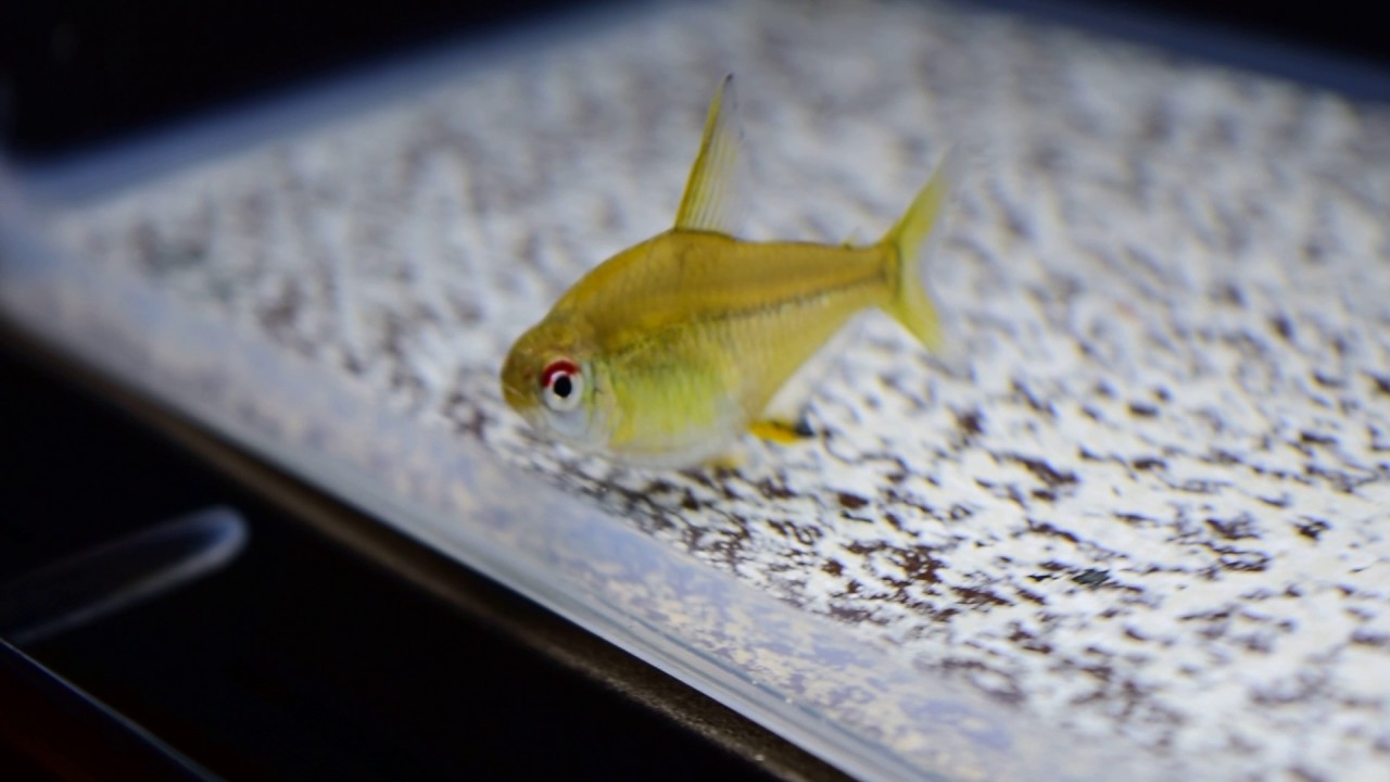 Lemon Tetra