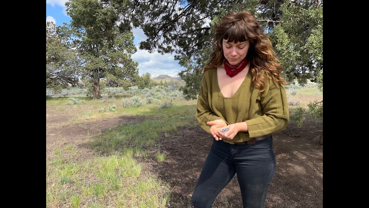 High Desert Health Hack - How to make a Juniper berry bath infusion for wellness