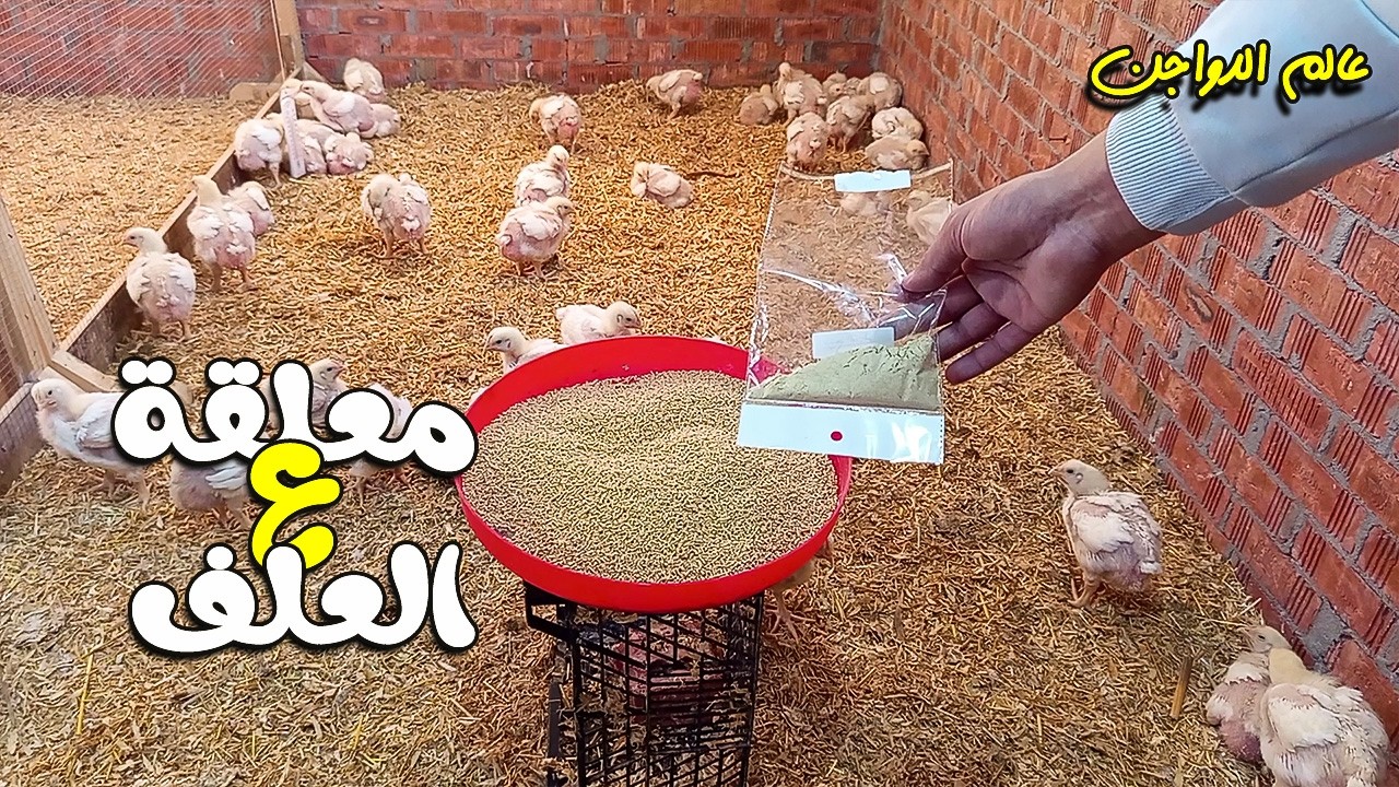 Выращивание белых кур зимой - Смесь для набора веса - День 18