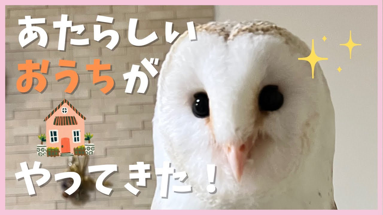 ころもさんのおうちを新しくしました！