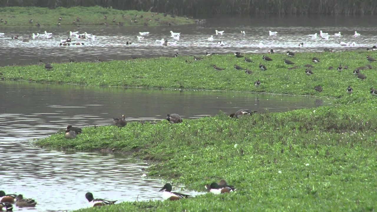 Water Birds in Winter with Identification