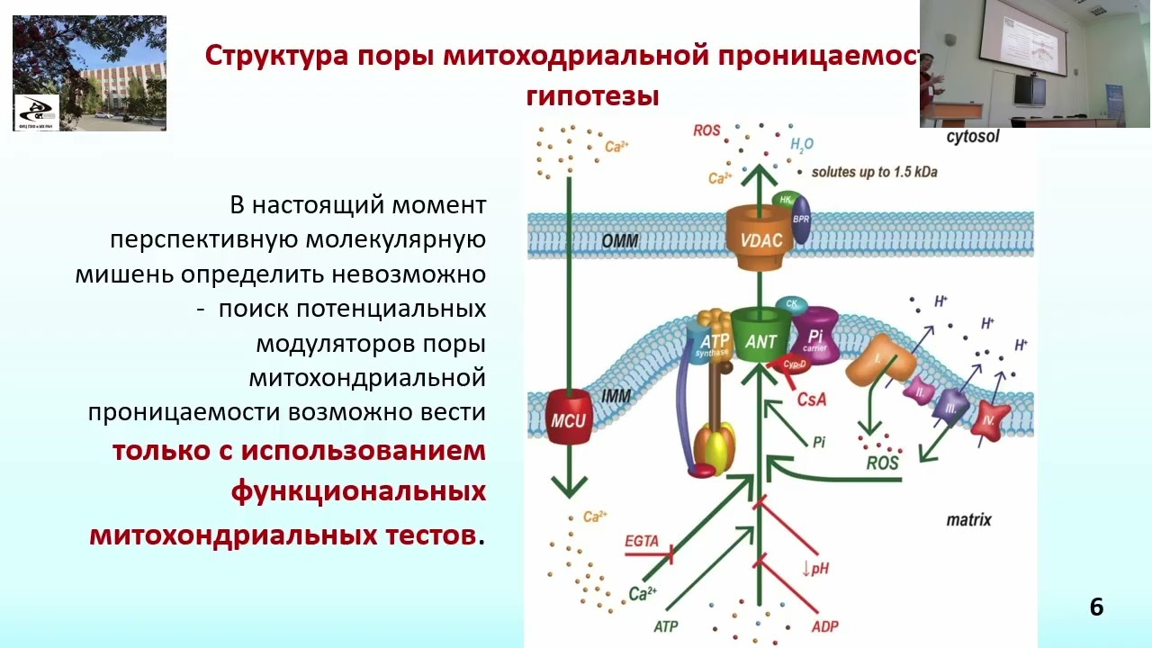 Шевцова Е.Ф. Митохондриальные и актиоксидантные механизмы нейропротекции в поиске препаратов...