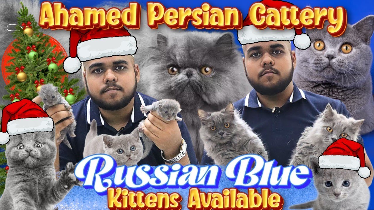 Budget friendly🤯Persian cat in Chennai‼️|Russian blue Persian cat kittens |#persiancat#persian#cat