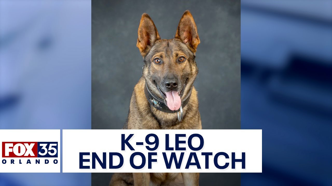 Florida K-9 deputy dies days after being shot by suspect
