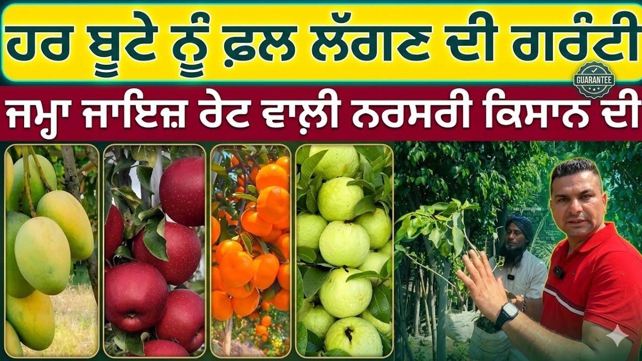 ਹਰ ਬੂਟੇ ਨੂੰ ਫ਼ਲ ਲੱਗਣ ਦੀ ਗਰੰਟੀ;ਜਮ੍ਹਾ ਜਾਇਜ਼ ਰੇਟ ਵਾਲ਼ੀ ਨਰਸਰੀ ਕਿਸਾਨ ਦੀ|Khud kisan nursery|Harbhej Sidhu|