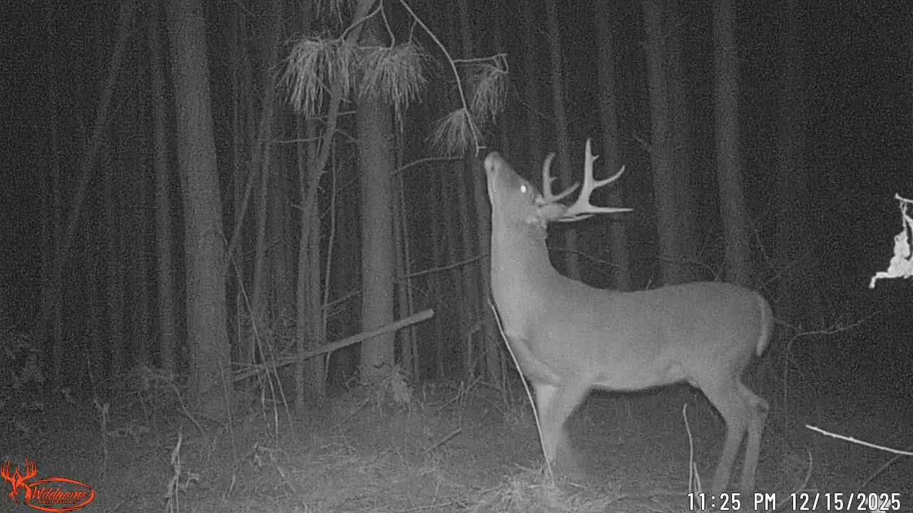 10 pt at scrape near Cmore